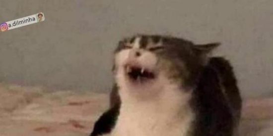 Imagem do grupo de WhatsApp 🆅︎🅰︎🅻︎🅴︎ 🆃︎🆄︎🅳︎🅾︎