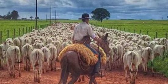 Imagem do grupo de WhatsApp Os MeNiNoS Da PeCuArIa🍃