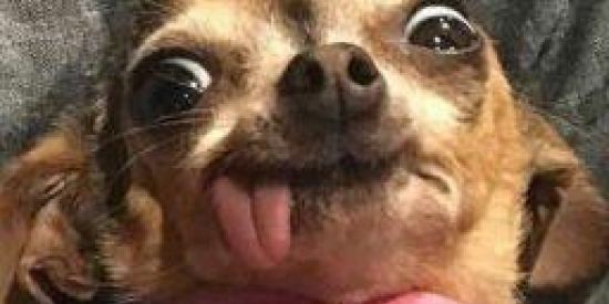 Imagem do grupo de WhatsApp ŁØỮĆØŞ ƤØŘ ₣ƗǤỮŘƗŇĦΔŞ👾✨