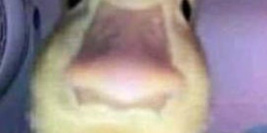 Imagem do grupo de WhatsApp 🔥ITAPIRALOUCOS 💥🤪