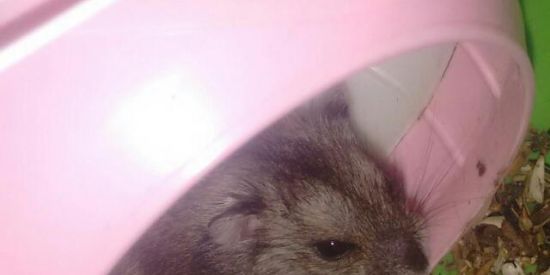 Imagem do grupo de WhatsApp Roedores Brasil