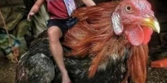 Imagem do grupo de WhatsApp GALINHAS DE RAÇA🦩🦤🦃🐣🐔🐓