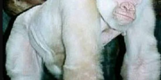 Imagem do grupo de WhatsApp Shitpost do baiano blaa 😎