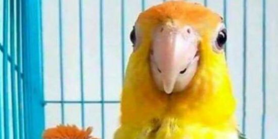 Imagem do grupo de WhatsApp Zueira Br