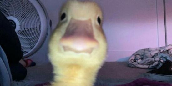 Imagem do grupo de WhatsApp ShItPoStEr 1.0✓