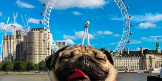 Imagem do grupo de WhatsApp Cachorros Bug RJ 🐶