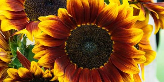 Imagem do grupo de WhatsApp Sunflower 🌻[recrutamento]