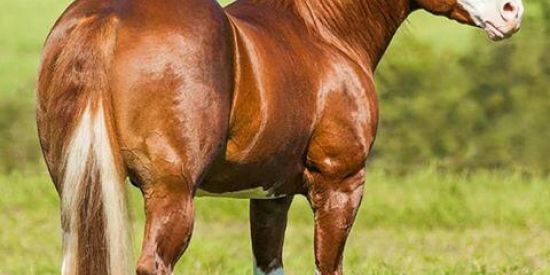 Imagem do grupo de WhatsApp 《《SO CAVALOS❤️》》