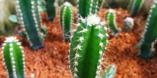 Imagem do grupo de WhatsApp Cactos e suculentas