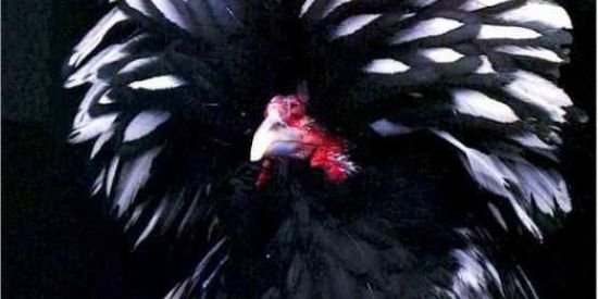 Imagem do grupo de WhatsApp Criatorio_paloneza  🥰🥰