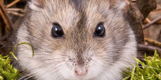 Imagem do grupo de WhatsApp Planeta dos roedores🐹🐰🐭🐿️