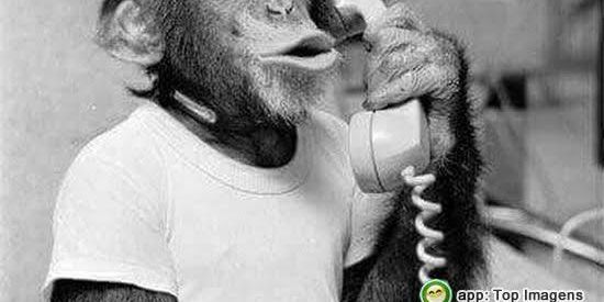 Imagem do grupo de WhatsApp Grupo da cachorrada