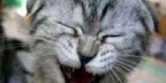 Imagem do grupo de WhatsApp Zueira Sem limite 😁 ⚠️🆘️