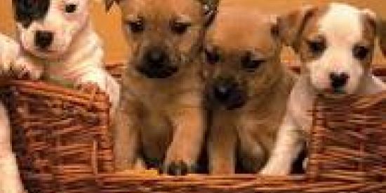 Imagem do grupo de WhatsApp Compra&venda filhotes slz