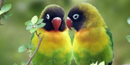 Imagem do grupo de WhatsApp Criadores de pássaros