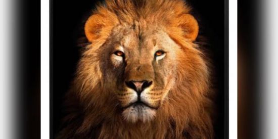 Imagem do grupo de WhatsApp Rifas 🦁