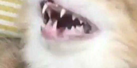 Imagem do grupo de WhatsApp memes e figurinhas ⚠️