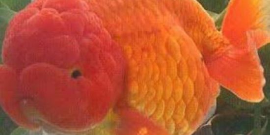 Imagem do grupo de WhatsApp Aquarismo e lagos