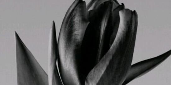 Imagem do grupo de WhatsApp Domingo