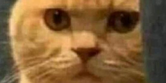 Imagem do grupo de WhatsApp OS DESABRIGADOS 🔥💀