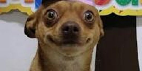 Imagem do grupo de WhatsApp Figurinhas fotos videos.✅