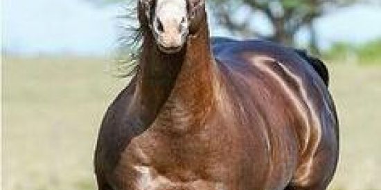 Imagem do grupo de WhatsApp EQUINOCULTURA BRASIL🐎 🇧🇷🐴