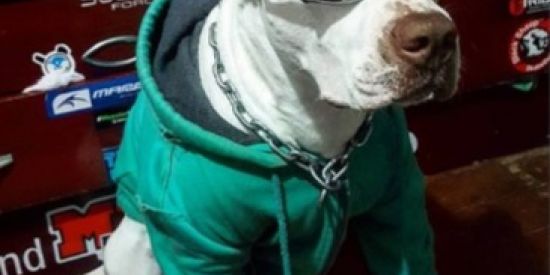 Imagem do grupo de WhatsApp os doidos da quebrada