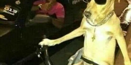 Imagem do grupo de WhatsApp ✨🌺Insanity House🌴🔥