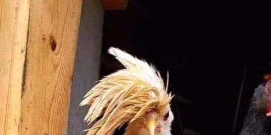 Imagem do grupo de WhatsApp AMIZADES