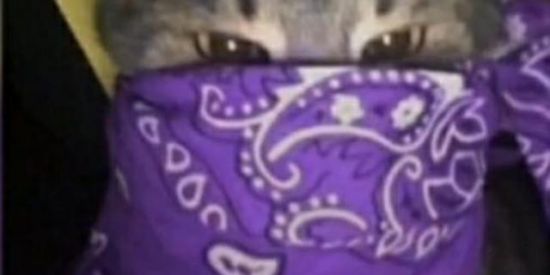 Imagem do grupo de WhatsApp N/A MEMES