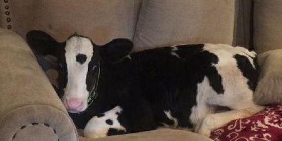 Imagem do grupo de WhatsApp vaca vaca