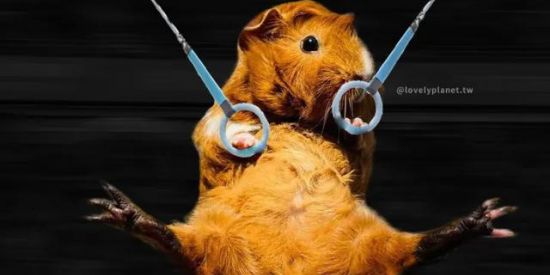Imagem do grupo de WhatsApp Os vira feno 🐹