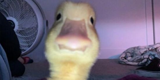 Imagem do grupo de WhatsApp Hospício