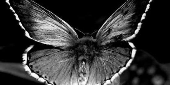 Imagem do grupo de WhatsApp Bloods War 1⁰ RCT