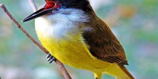 Imagem do grupo de WhatsApp BEM TE VI apontados