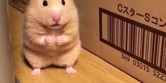 Imagem do grupo de WhatsApp Shitposter