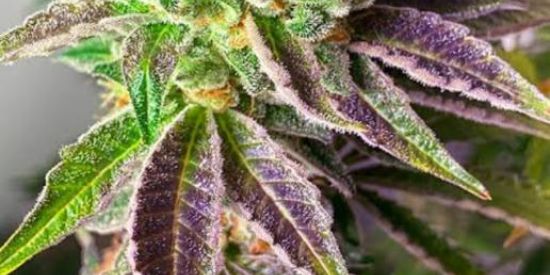 Imagem do grupo de WhatsApp Baderneiros...