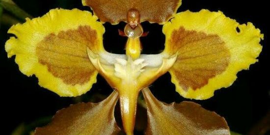 Imagem do grupo de WhatsApp 🍁 M e u  J a r d i m 🍁