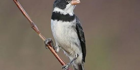 Imagem do grupo de WhatsApp Criadores de pássaros