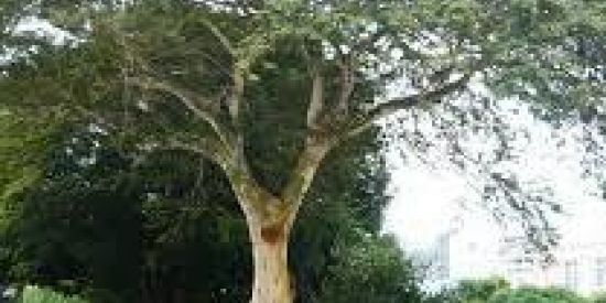 Imagem do grupo de WhatsApp Clube da Madrugada