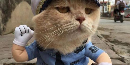 Imagem do grupo de WhatsApp Figurinhas e Memes😎💥