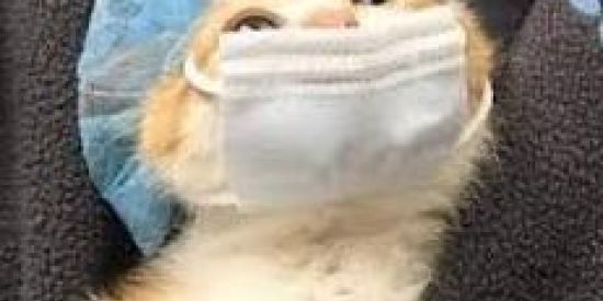 Imagem do grupo de WhatsApp 😷🤡QUARENTENADOS🤡😷