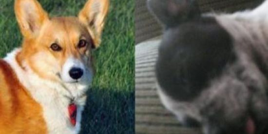 Imagem do grupo de WhatsApp Cachorro🐶