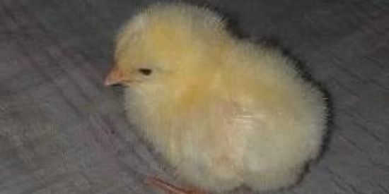 Imagem do grupo de WhatsApp !FAMILIA VRUM VRUM!