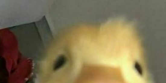 Imagem do grupo de WhatsApp ✨Patos✨