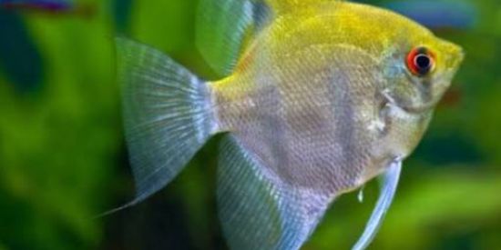 Imagem do grupo de WhatsApp Aquarismo iniciante