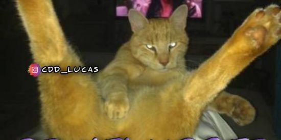 Imagem do grupo de WhatsApp 🇧🇷MADRUGADA DOS SHITPOST🇧🇷