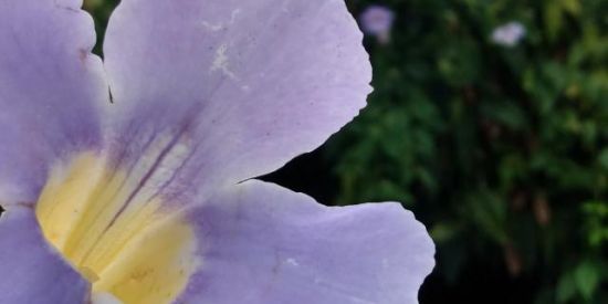 Imagem do grupo de WhatsApp PLANTAS E CIA 🍃🌱