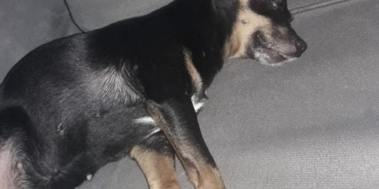 Imagem do grupo de WhatsApp Shitpost😎