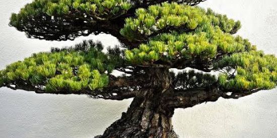 Imagem do grupo de WhatsApp Bonsai Brasil PB 🇧🇷🇧🇷🇧🇷🇧🇷